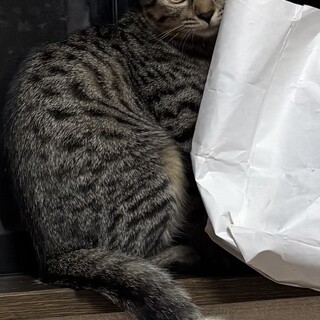 臆病で寂しがり5ヶ月女の子♡幸せにしてください