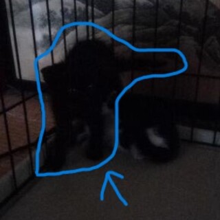 生後1、2か月の子猫　黒