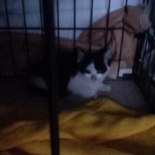 生後1、2か月の子猫　しろぶち