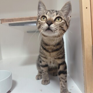 TNR中に保護しました。きなこちゃん。お話し中