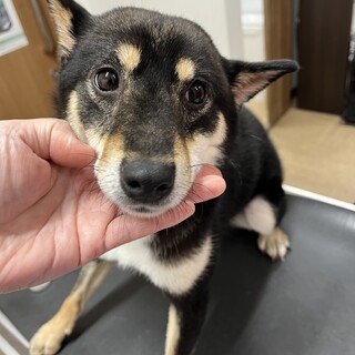 ⭐︎美人な豆柴の夏美ちゃん⭐︎優しい穏やかさん