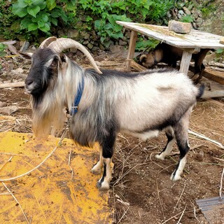 ヤギ里親さん募集