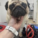 ⭐︎愛嬌抜群！陽気なパグのあんこちゃん⭐︎