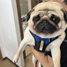 ⭐︎愛嬌抜群！陽気なパグのあんこちゃん⭐︎ サムネイル2