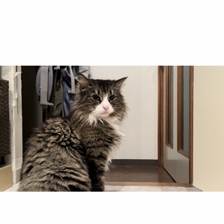 人懐っこいノルウェージャンフォレストキャット