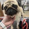 ⭐︎愛嬌抜群！陽気なパグのあんこちゃん⭐︎ サムネイル3