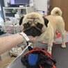 ⭐︎愛嬌抜群！陽気なパグのあんこちゃん⭐︎ サムネイル4