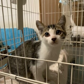 人懐こい可愛いきじ白ぎんなんちゃん２ヶ月