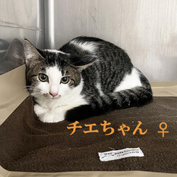 保護ねこ譲渡会 サムネイル2