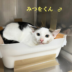 保護ねこ譲渡会 サムネイル3