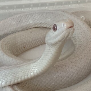 テキサスラットスネーク【里親決定:本文に詳細】