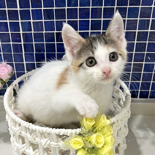 【10/5三田】人が大好き★甘えん坊兄妹をペアで