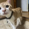 多頭飼育崩壊の猫たちの里親募集！【あんこ君】 サムネイル5