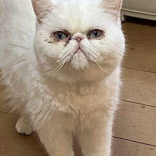 ホワイトエキゾちゃん