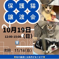 ねこのWa猫譲渡会〜静岡市葵区