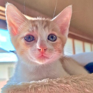 抱っこ大好きなおっとりさん あんこ君