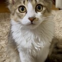 【長毛】3ヶ月の元気なちょぼ助くん！