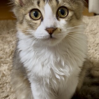 【長毛】3ヶ月の元気なちょぼ助くん！