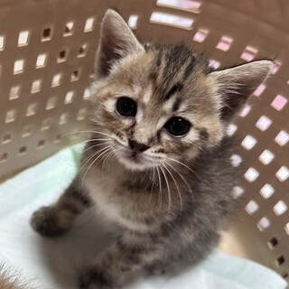 生後1ヶ月半〜2ヶ月 女の子です!!