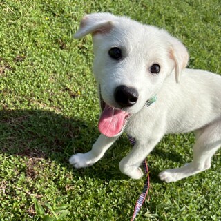 チワックス11歳ゆうくん」北海道 - 犬の里親募集(172839) 1枚目