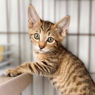 ★里親様決定★マイペースなおてんば♥茶々姫