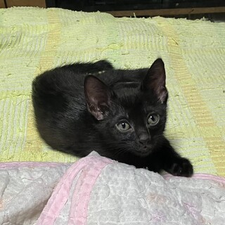 元気な子猫が生まれました。里親さんを募集しています