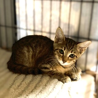 ★里親様決定★怖がりだけど甘えたの予感♥きじ丸くん