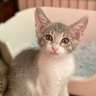 ★里親様決定★好奇心旺盛！元気いっぱい♥蘭丸