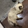 ヒマラヤン_10歳男の子里親募集 サムネイル6