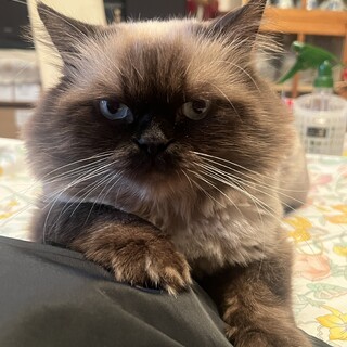 ヒマラヤン_10歳男の子里親募集