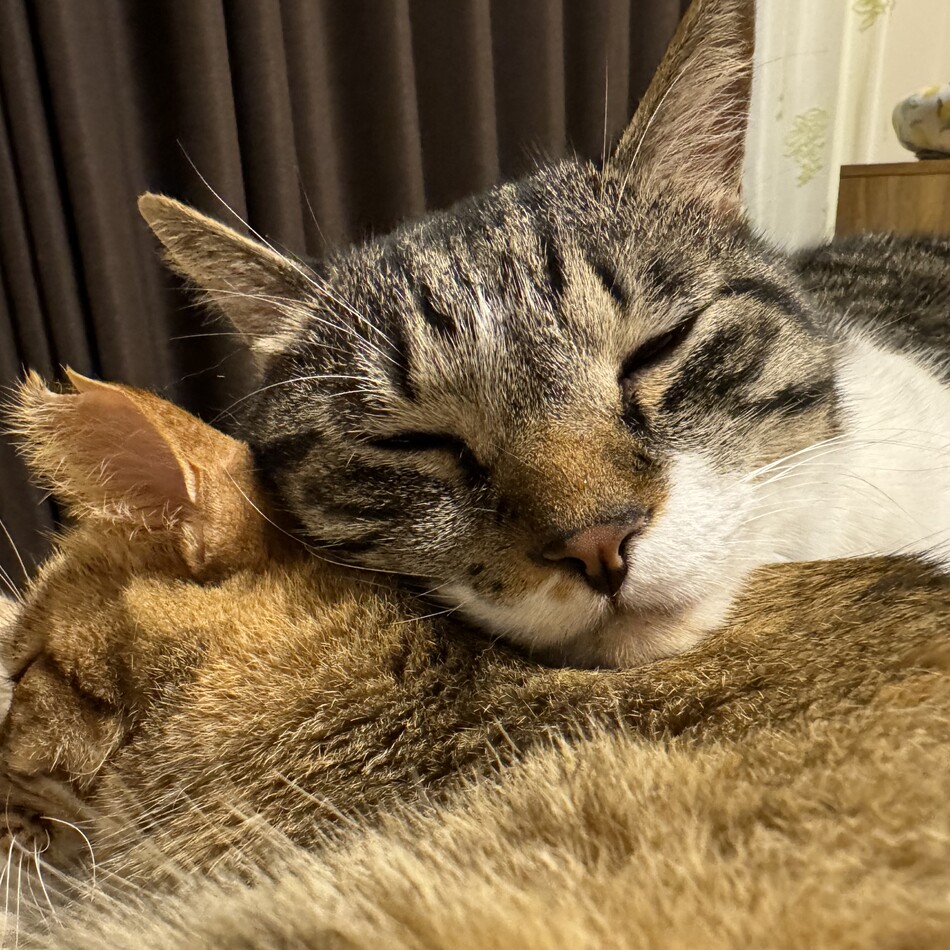 るたのカバー写真