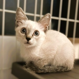 ★里親様決定★なでられるとゴロゴロ❤すふれ