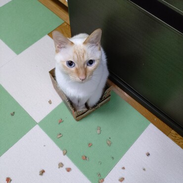 段ボール大好き　必殺噛みちぎりちらかし!(^^)!