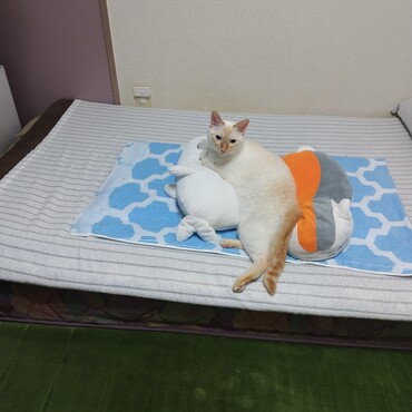 ぬいぐるみに紛れてるつもり(笑)