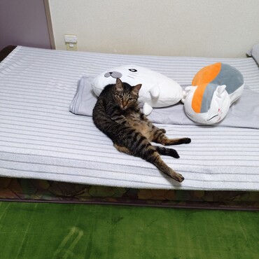 ハルトのお姉ちゃん猫。しっかり者かつ、かなりな甘えたちゃん。