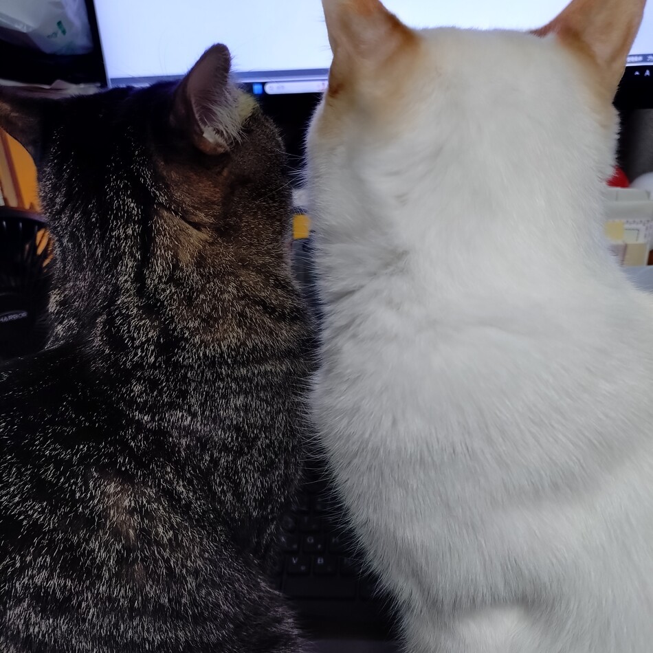 さくらのカバー写真