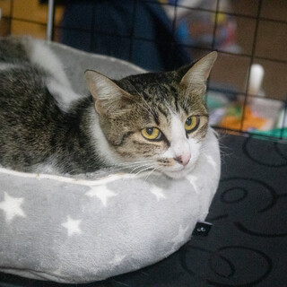 2歳ぐらいのキジ白（メス）