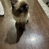 momopo さん