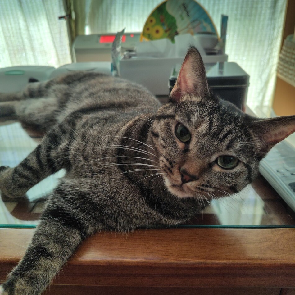 ふうかのカバー写真