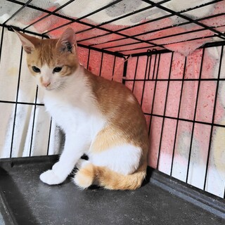 茶白【ベリー】のトライアルOK！（予約中）