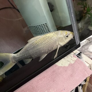 ニシキゴイ 里親募集 至急