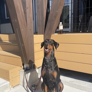 2歳女の子ドーベルマン