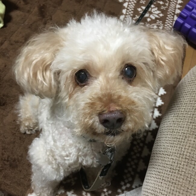 マロン0418のカバー写真