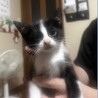 2ヶ月程だと思います。人懐っこい子です。ウチの敷地で保護しました。雄です。里親さん募集してます