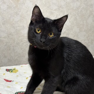 甘えたい兄妹たち・里音（りおん）くん