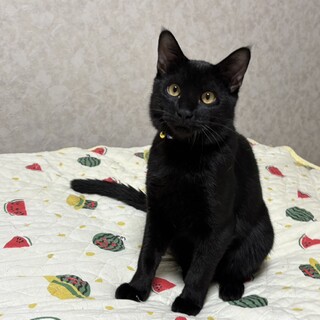 甘えたい兄妹たち・玖音（くおん）くん