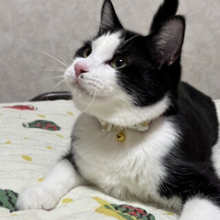 甘えたい兄妹たち・絵音（えおん）くん