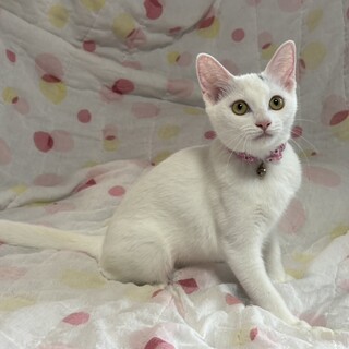 元気兄妹たち・笑夢(えむ)ちゃん