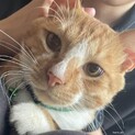 多頭飼育崩壊現場から里親募集【ルビー君】