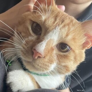 多頭飼育崩壊現場から里親募集【ルビー君】